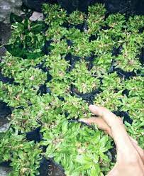 Apabila dibandingkan, rumput jepang lebih cenderung membutuhkan unsur hara yang jauh lebih banyak dibandingkan dengan rumput gajah mini. Jual Rumput Gajah Mini Ukuran Polibag Di Lapak Pesona Alam Floris Bukalapak