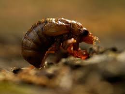 Cicada mania is dedicated to teaching you about cicada insects, their life cycle & life span, how they make their sound, what they eat and what eats them, and when they'll next arrive. Nature At Its Craziest Trillions Of Cicadas About To Emerge In Us States Offbeat Gulf News