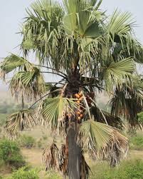 Image result for Borassus