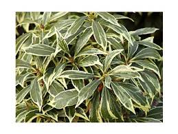 Image result for Pieris japonský obrázek