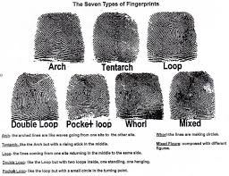 Seven Types Of Fingerprint Worksheet Types Of Fingerprints Worksheets Fingerprint