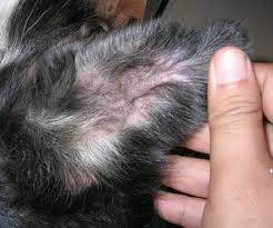 Home Remedies For Ear Mites In Dogs I Grandmas Home Remedies Dog Remedies Dog Ear Mites Mites On Dogs If you try to treat your dog's ear mites with one of these.