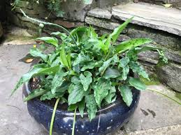 Image result for Lobelia petiolata