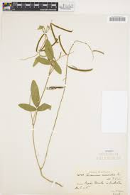 Image result for Teramnus uncinatus