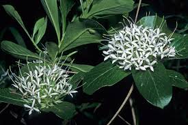 Image result for Pavetta uniflora