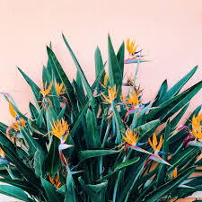 Tropical Birds Of Paradise Wallpaper Pin On Kingfisher