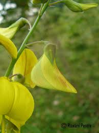 Image result for Crotalaria laburnifolia