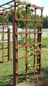 Or you can train them to go over the top of a pergola or arbor so that the fruits will hang down from the ceiling as they mature. Garden Fence Grapevine Trellis Grape Vine Trellis Vine Trellis Garden Fence