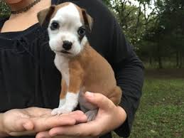 Visit us now to find your dog. View Ad Boxer Litter Of Puppies For Sale Near Kansas Winfield Usa Adn 47533