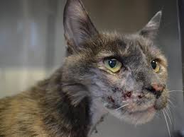 Katze Mit Tumoren Im Gesicht Gefunden Htv Bittet Um Hinweise Zum Halter Hamburger Tierschutzverein Von 1841 E V