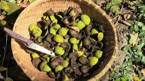 4 pound (pack of 1) 4.7 out of 5 stars. Black Walnut Foraging And Feasting
