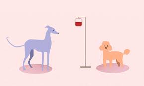 Cake wishes flowers balloons funny hearts love glitter dance fireworks cartoons dog cat teddy bear candles gift box comics roses all categories→ videos age specific with name search gifs for: Good Boy Canine Blood Donors Are Saving Dogs Lives Wfla