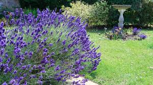 La lavande (lavandula) est originaire de l'ouest du bassin méditerranéen. Lavande Plantation Entretien Cote Maison