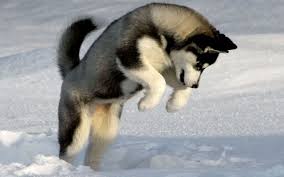 Cute Husky Wallpapers Top Free Cute Husky Backgrounds Wallpaperaccess