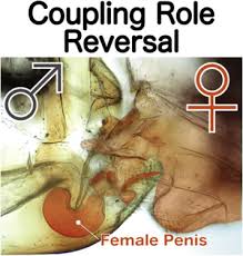 Susan learns of jackson's true passion. Female Penis Male Vagina And Their Correlated Evolution In A Cave Insect Sciencedirect