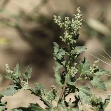 Image result for Chenopodiastrum