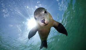 Gallery Australian Sea Lions Australian Geographic Sea Lion Animals Animals Friends