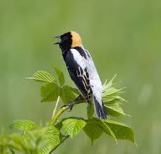 Backyard Birds Of New Jersey Field Guide Bobolink Wildlife Foundation Bird Life List