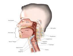 Click now to study the muscles neck anatomy: Head And Neck Cancer Medical Illustrations Cancer Net