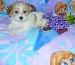 If you are looking to adopt or buy a morkie take a look here! Morkie Puppy For Sale Adoption Rescue For Sale In Greenville South Carolina Classified Americanlisted Com