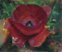 Galeries Photos | FLEURS | 736.10_Coquelicot_HA_h46x55_on736.10 -  Coquelicot_szHA h46x50_dc2007.jpg