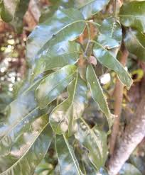 Image result for Bersama lucens