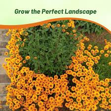 Image result for Ursinia montana