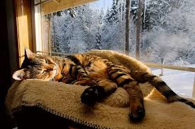 I Wanna Wake Up In The Morning Go Downstairs Make Myself Coffee Go Sit On That Couch With The Cat Behind Me Hear His Snuggles Cats Cat Sleeping Crazy Cats