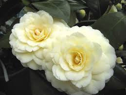 Camellias Beautiful Flowers Camellia Pretty Flowers