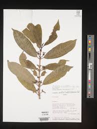 Image result for Craterispermum