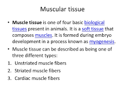 Check spelling or type a new query. Biology 106 Connective Tissue Outline Connective Tissue Defination Componants And Function T S Of Dense Bone Blood Smear Of Mammal Muscular Tissue Ppt Download