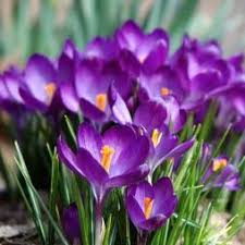 Image result for crocus flower pic