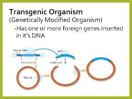 Transgenic organisms contain foreign dna that has been introduced using biotechnology. 5 6 Notes Biotechnology Chapter 9 Gene Therapy