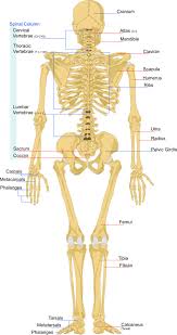 The human skeleton is the internal framework of the human body. Skeleton System Structure Composition Facts Science4fun