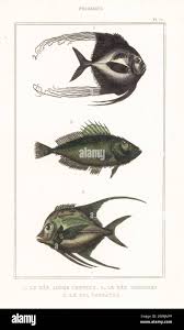 Image result for Blepharis diversispina