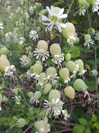 Image result for Silene kiwuensis