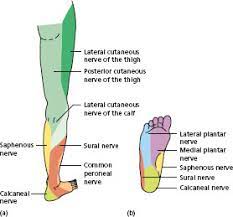 However, with the exception of the bottom of the foot, they play a lesser role here than in the upper extremities. Nerve Supply Of The Lower Limb Musculoskeletal Key