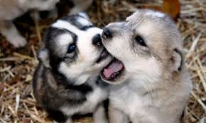 This mix will inevitably yield a dog that is adept at carting, hauling and sledding. Alusky Husky Malamute Mix Info Training Puppies And Pictures