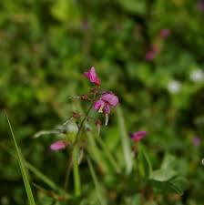 Image result for Desmodium incanum