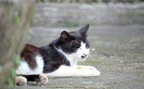 猴硐 新北景點 猴硐貓村一日遊 貓奴必訪台灣貓村 七堵百福五堵汐止汐科 臺北 南港松山臺北萬華板橋浮洲