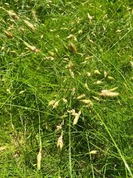 Image result for Abildgaardia ovata