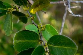 Image result for Maytenus