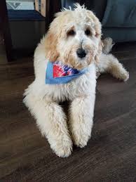 See more ideas about labradoodle, labradoodle puppy, australian labradoodle. Labradoodles