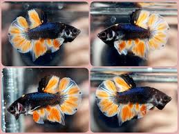 Live Betta Fish Fancy Orange Ameron Hmpk Halfmoon Plakat Male Fhp589 Betta Fish Betta Animals Beautiful