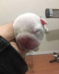 Sahibinden Satilik Ingiliz Bulldog Yavrular Sahibinden Satilik Ingiliz Bulldog Yavrular Kopek Kopekseverle Bulldog Yavrulari Ingiliz Bulldog Bulldog