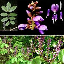 Image result for Millettia