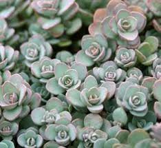 Just give them a little love when you plant them by amending and mounding the soil, and they will everyone knew to steer clear of him, so we instantly ran and hid behind a huge stand of prickly pear cactus nearby. 250 Grow Succulents Zone 6 Hardy Ideas Succulents Plants Euphorbia
