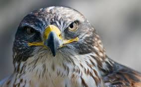 صور عالية الوضوح ل صقور صقر Falcon طيور حيوانات 9 Eagle Wallpaper Eagle Images Hunting Wallpaper