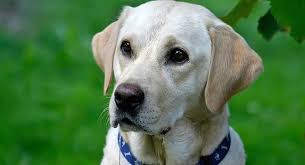 She is drooling a lot. Dog Drooling Why Do Dogs Drool And What To Do About It