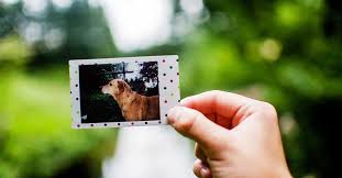 It is very difficult to lose a beloved pet. Pet Death Emotional Difficulty For People